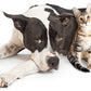 Fortiflora Probiotic Intestinal Supplement for Dogs by Purina - Available in 10, 30, or 60 Bag Options