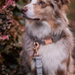 Soft Leather Dog Collar and Leash (6.6') Set - Stylish Rose Gold Heavy Duty Metal Buckle, 4 Adjustable Lengths Leash for Small Medium Large Dogs - Comfortable & Easy to Clean